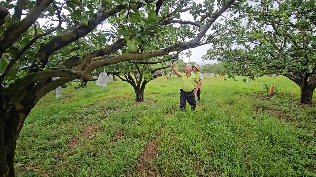 中秋難過！花蓮文旦雨少「產量銳減」　果農壓力爆棚、盼縣府助申請災害補助