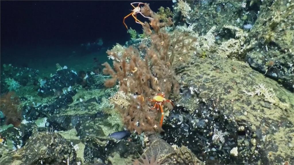熬過聖嬰現象!珊瑚礁生機勃勃 加拉巴哥群島海底發現自然遺產