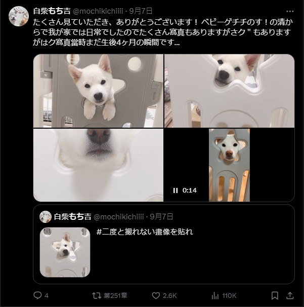「天選偶像」眨眼一笑引3百萬人朝聖 飼主:再也拍不出第2次