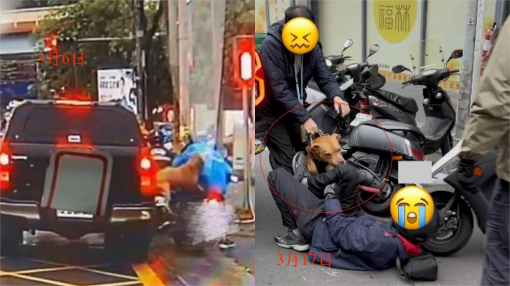 比特犬2度飛窗「狂咬騎士」該安樂死？律師嘆「牠無辜」點名最大罪人