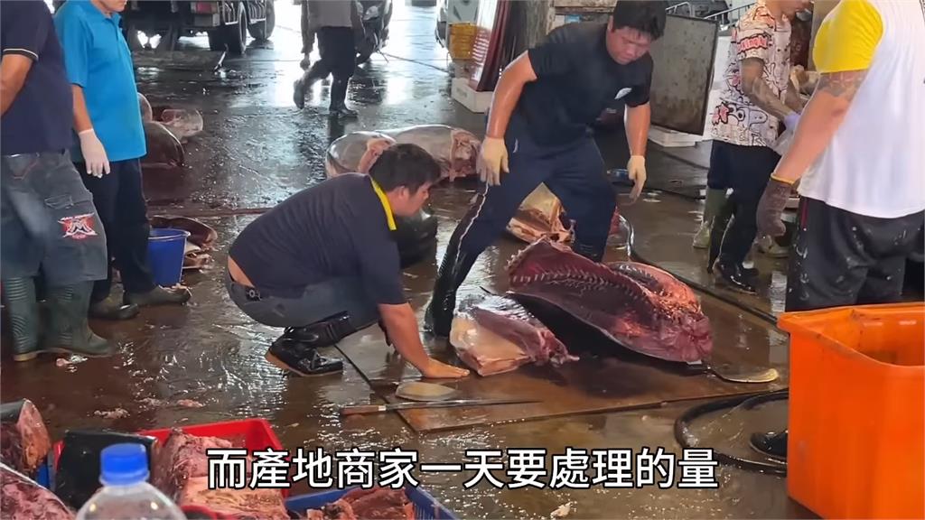 東港黑鮪「放地上殺」！魚肉貼地拖行YTR嚇壞　同業怒：我都不會買