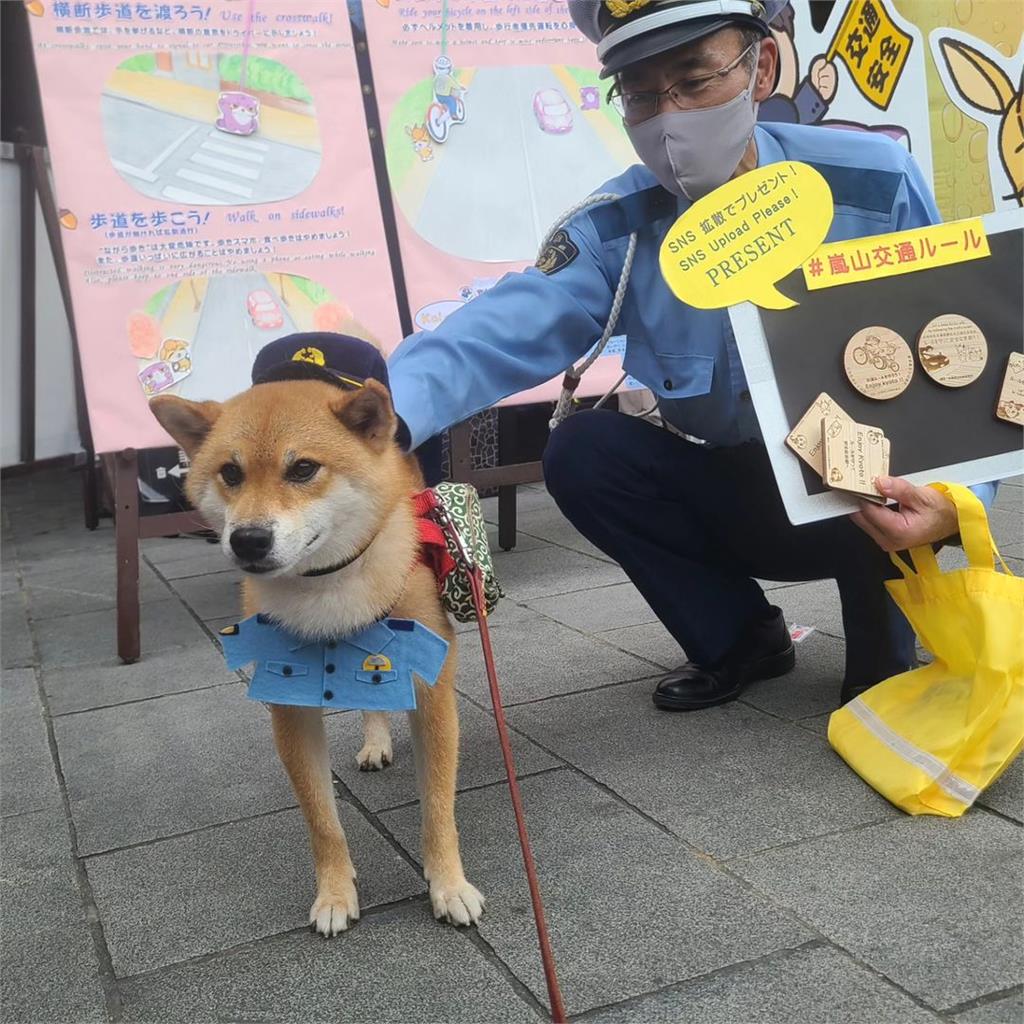 4歲柴柴命運大變身!「遭棄養」→「一日警犬」值勤影片萌翻全網