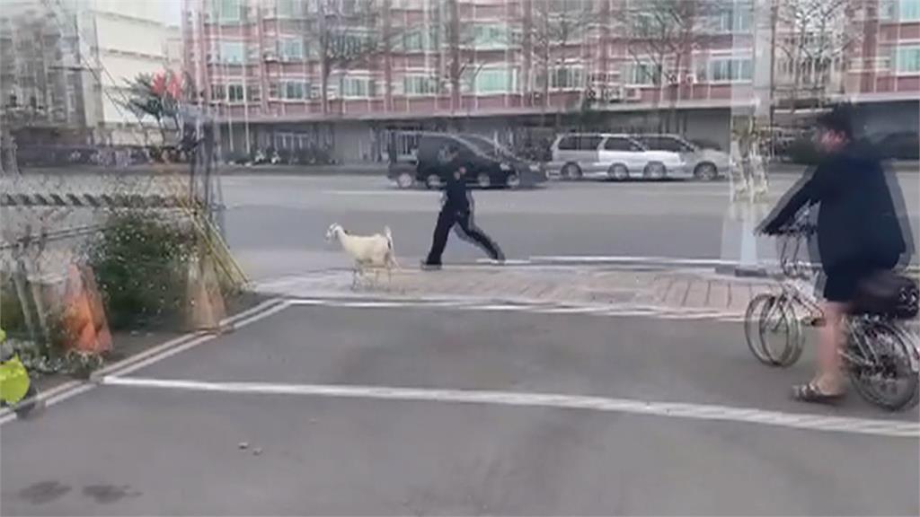 小小羊兒不回家!從羊舍開溜到台灣大道 員警抓羊前後包抄