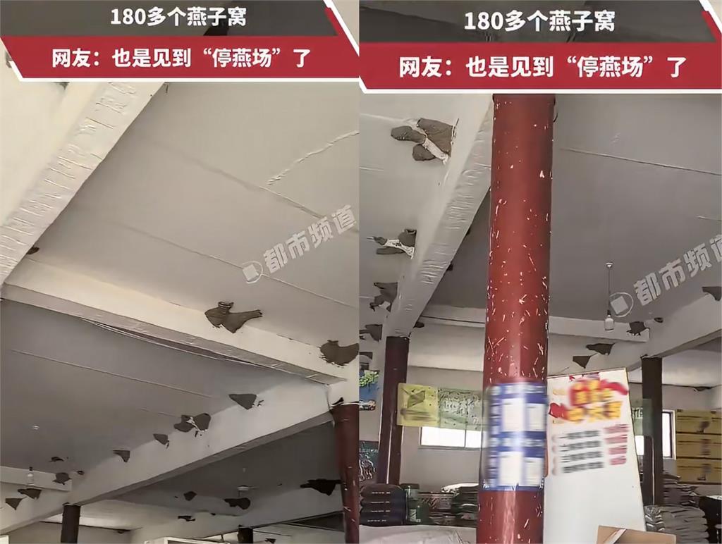 開門瞬間嚇傻！倉庫天花板築滿「燕窩」壯觀畫面流出　網驚喊：簡直風水寶地