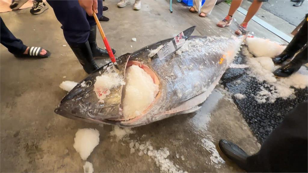 獨／今年黑鮪魚配額增至2900公噸　漁民笑開懷：可回饋消費者