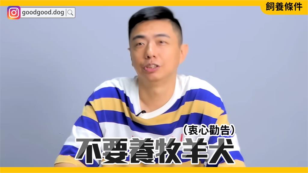 你是適合的主人嗎?專家解析寵物柴犬特性 「颳風下雨都要遛狗」勸:三思