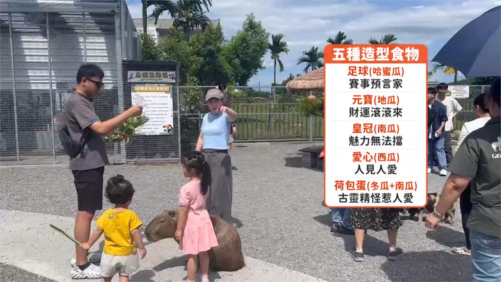 宜蘭農場首辦水豚寶寶抓周派對　超萌！雙胞胎水豚挑中「荷包蛋」