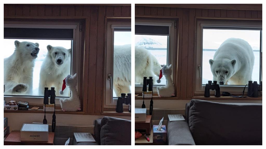 北極熊帶2寶「貼窗蹭飯」被擠出鬥雞眼！他秒驚醒：早餐不用咖啡了