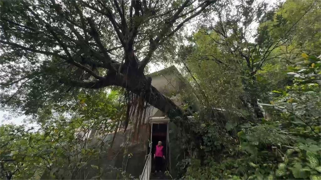 北台灣連日雨! 基隆50年老樹倒塌壓毀民宅雨棚