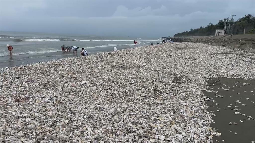 台南蚵棚被大浪沖毀、蚵仔散落一地" 民眾開心爽撿加菜