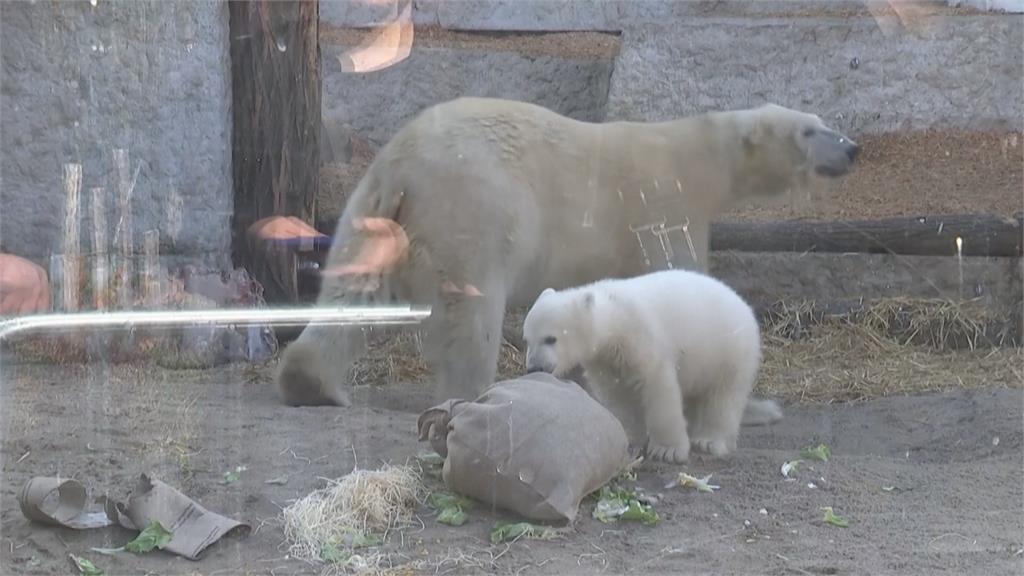 德國動物園北極熊寶寶亮相! 園方公布「這名字」當選