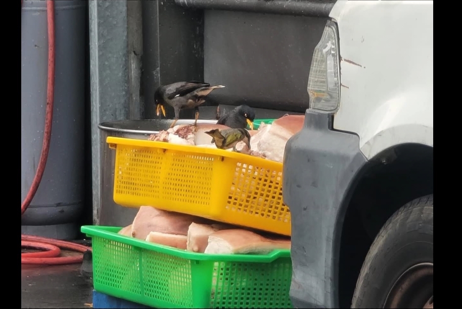 台中知名爌肉飯「裸肉曝曬」 引八哥鳥飛來狂踩猛嗑
