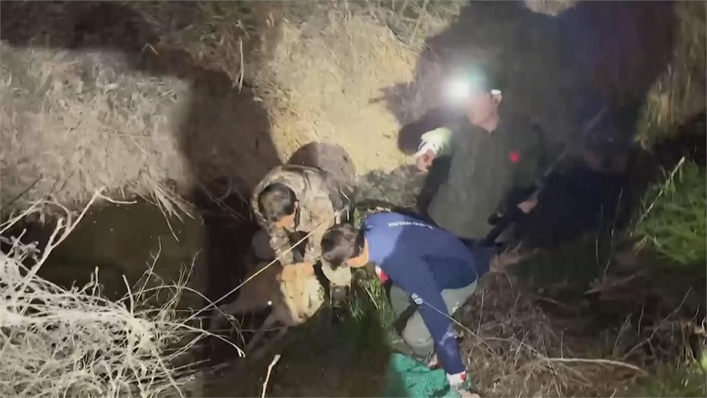 挖洞逃家！南韓公狼逃亡9天　被麻醉槍射中逮捕