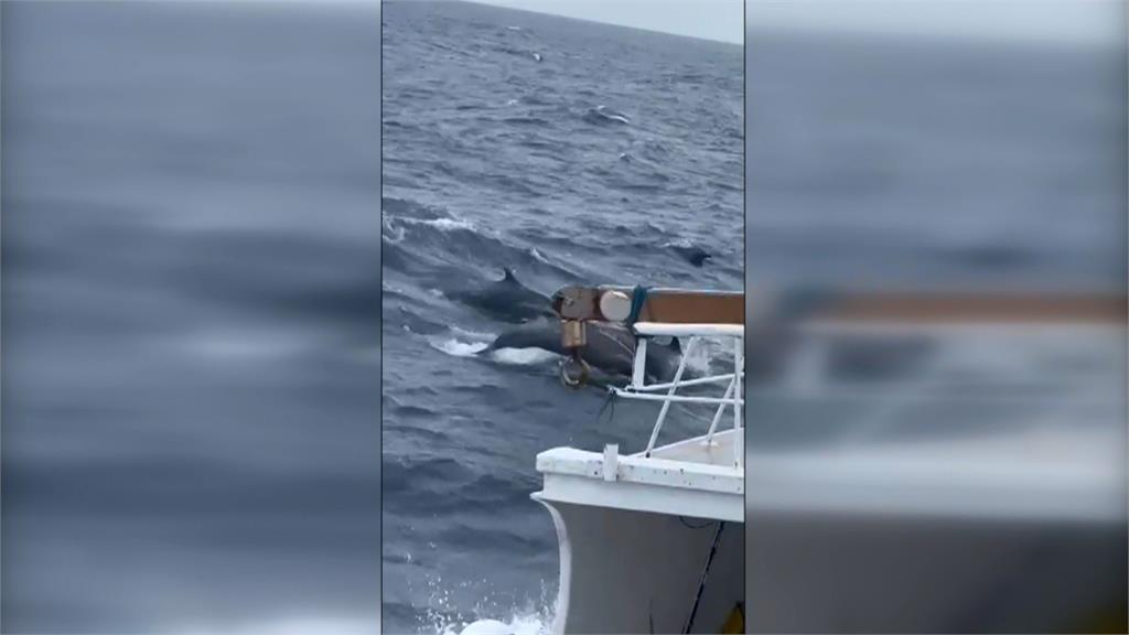 海豚軍團出沒台南外海 上百隻海豚圍繞漁船跳躍