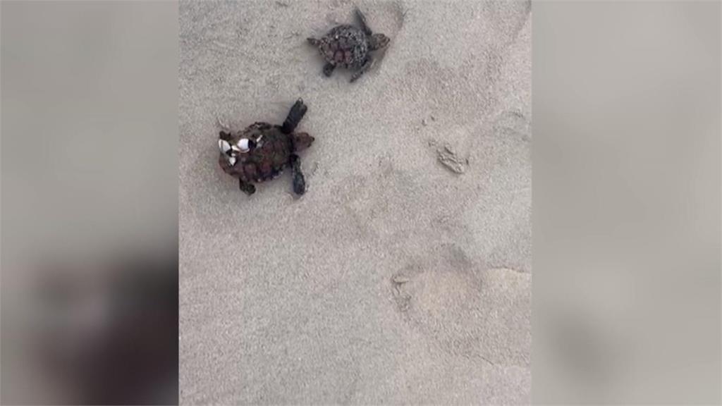 強烈風暴侵襲南非開普敦　500隻赤蠵龜寶寶遭沖上岸