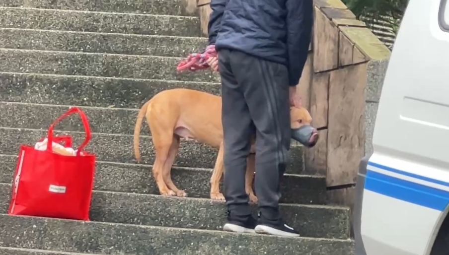 比特犬首次咬人找議員「喬事」?動保處還原真相:飼主曾允諾「封死車窗」