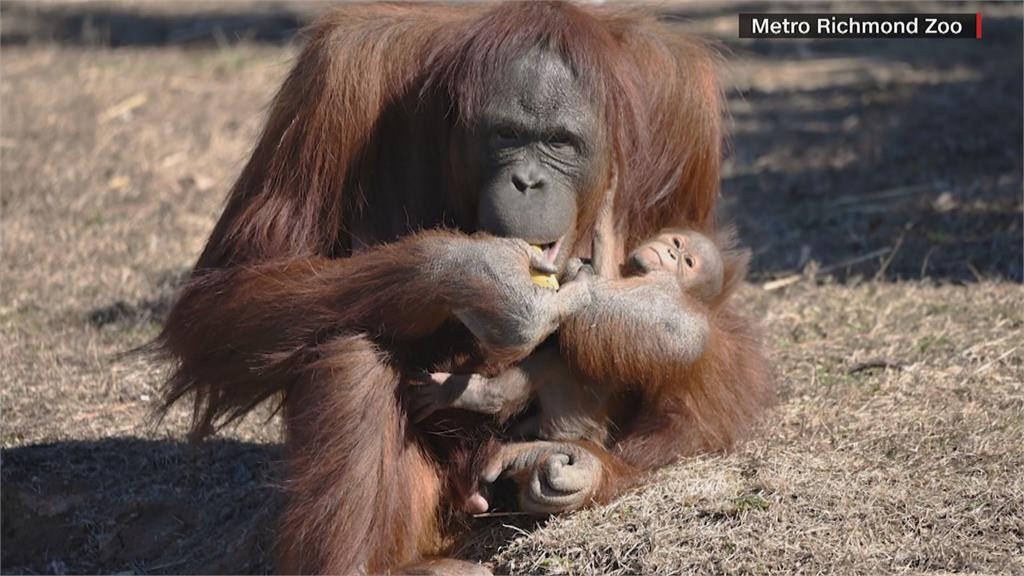 紅毛猩猩媽生2胎仍不懂餵奶 動物園找來真人示範