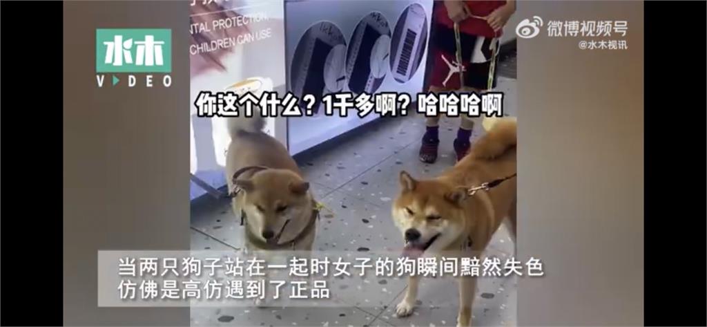 柴柴散步遇價差35倍同類!「低狗一等」憂鬱躺平網笑:正品碰上假貨