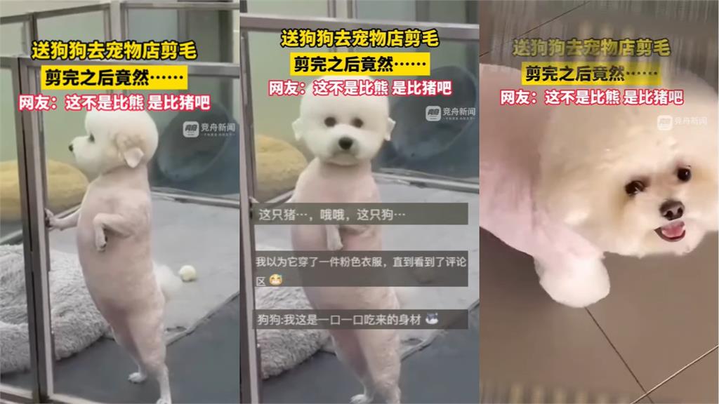 比熊剃毛秒變「實心粉紅豬」!雙腳站立「挺出超巨大肚」網笑:脫衣有肉