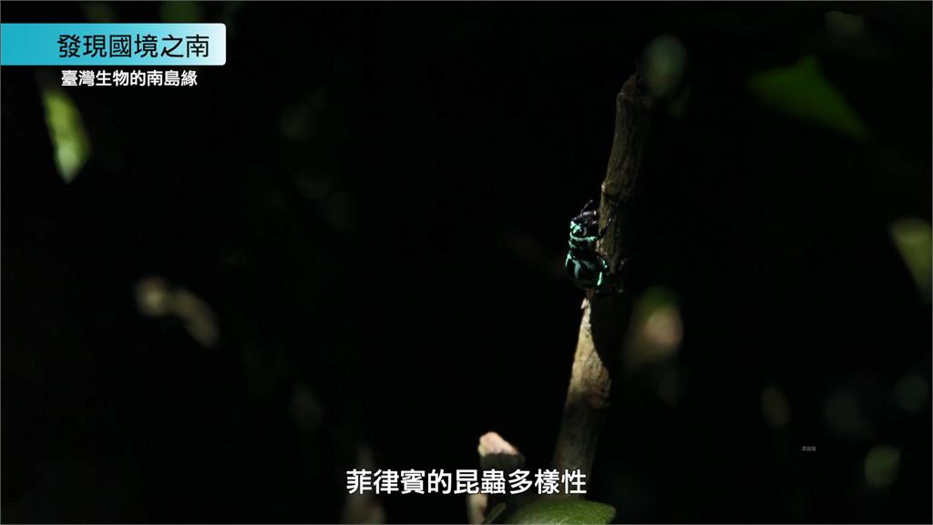 大自然的瑰寶!他探訪蘭嶼研究「球背象鼻蟲」 堅硬外殼堪稱全球第一
