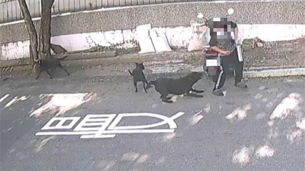 台南和順工業區廠商遭流浪狗咬傷 「黑老大」順利遭捕捉