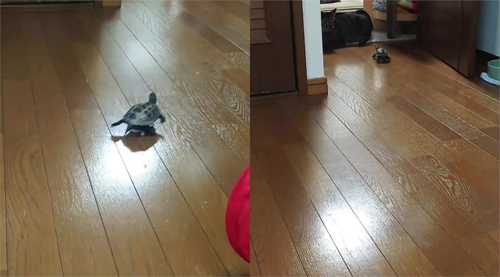 老司機龜「溜滑板」急追虎斑貓!超靈巧「噴射甩尾」網看呆:第一次超速