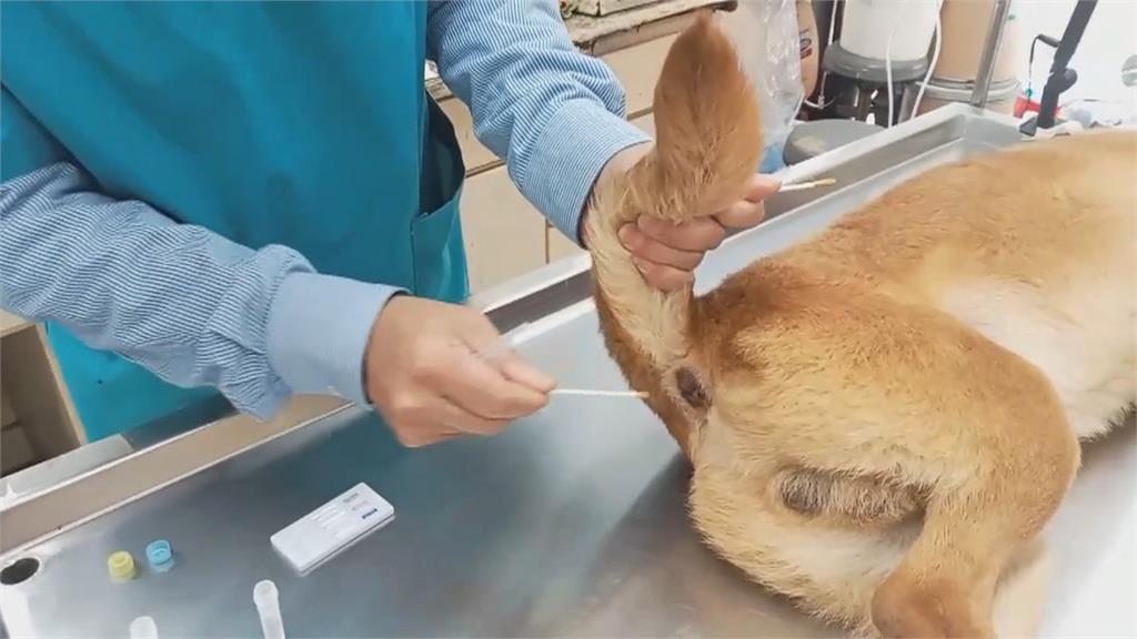 最高峰防疫! 嘉畜所誘捕玉山流浪犬 籠子+狗40公斤扛4小時背下山