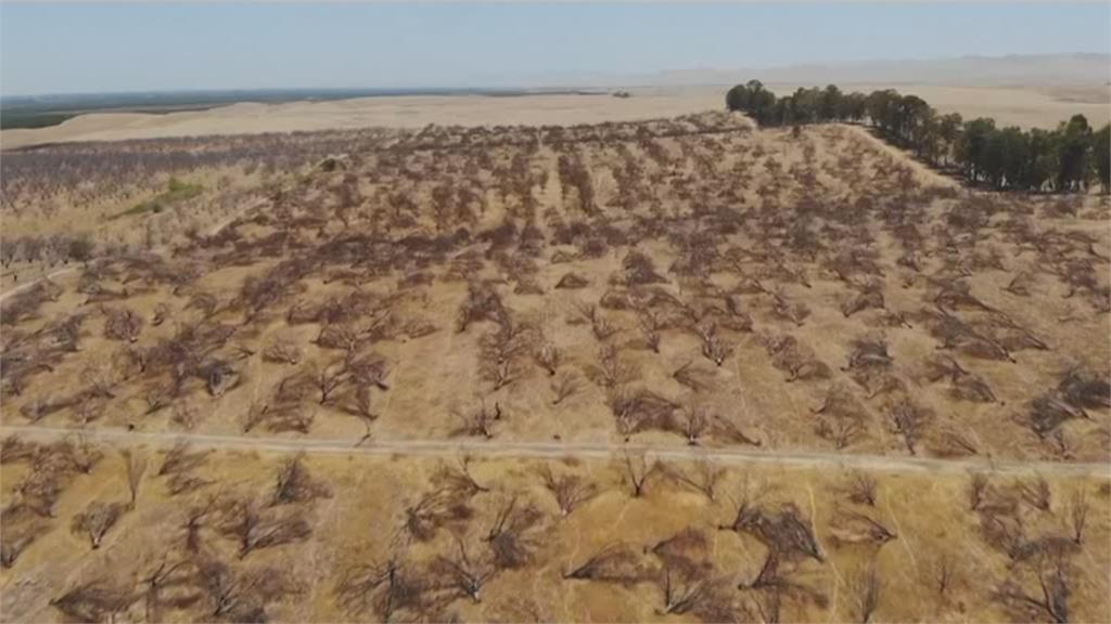 加州旱情重創農業　杏仁產量大幅下降