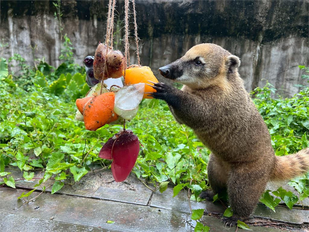 壽山動物園特製冰粽大餐 動物大啖模樣萌翻全場