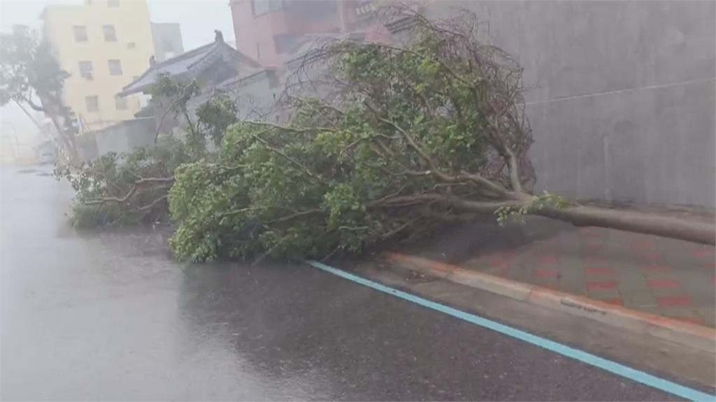 狂風豪雨！澎湖路樹被吹倒　西嶼鄉、風櫃里「海水倒灌」