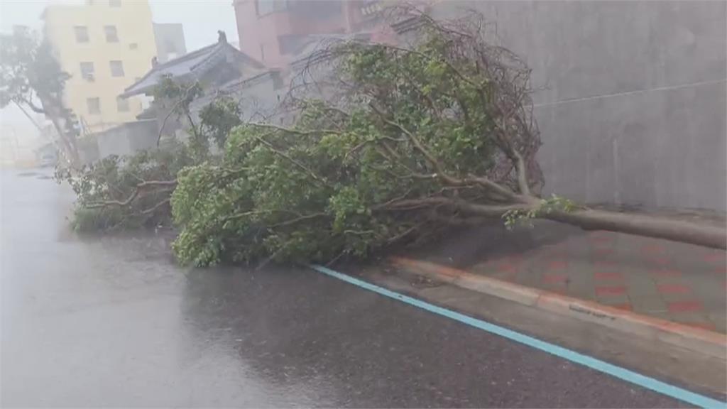 狂風豪雨!澎湖路樹被吹倒 西嶼鄉、風櫃里「海水倒灌」