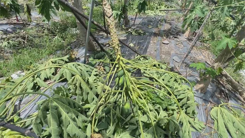 「杜蘇芮」橫掃南台灣 屏東農損恐超過千萬