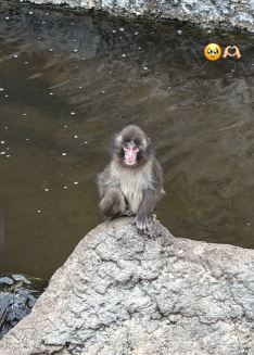 Lisa也來朝聖！　帶同款玩偶見坎坷小獼猴「Panchi君」