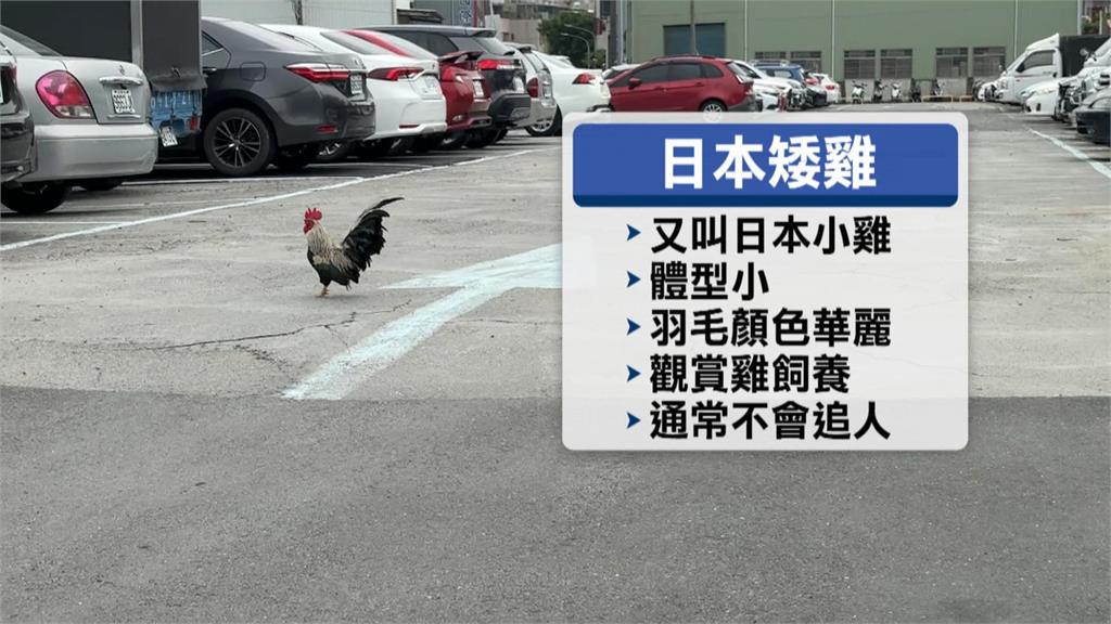 高雄女「遭公雞追」急逃上車　直呼：太不講武德了