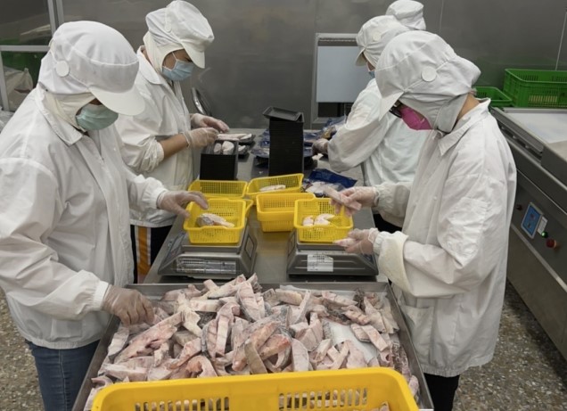 歷經8年雙邊諮商 台灣養殖龍虎斑獲准銷往日本