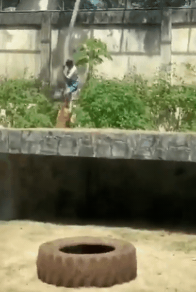 巴西男子翻越6公尺圍牆闖獅園!落地瞬間慘遭「瘋狂撕咬」恐怖瞬間曝光