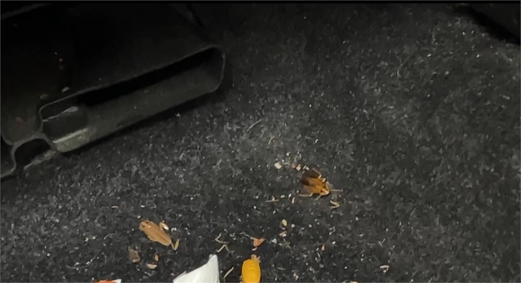 車內突掉下一隻蟑螂! 駕駛嚇壞失控撞上路旁欄杆