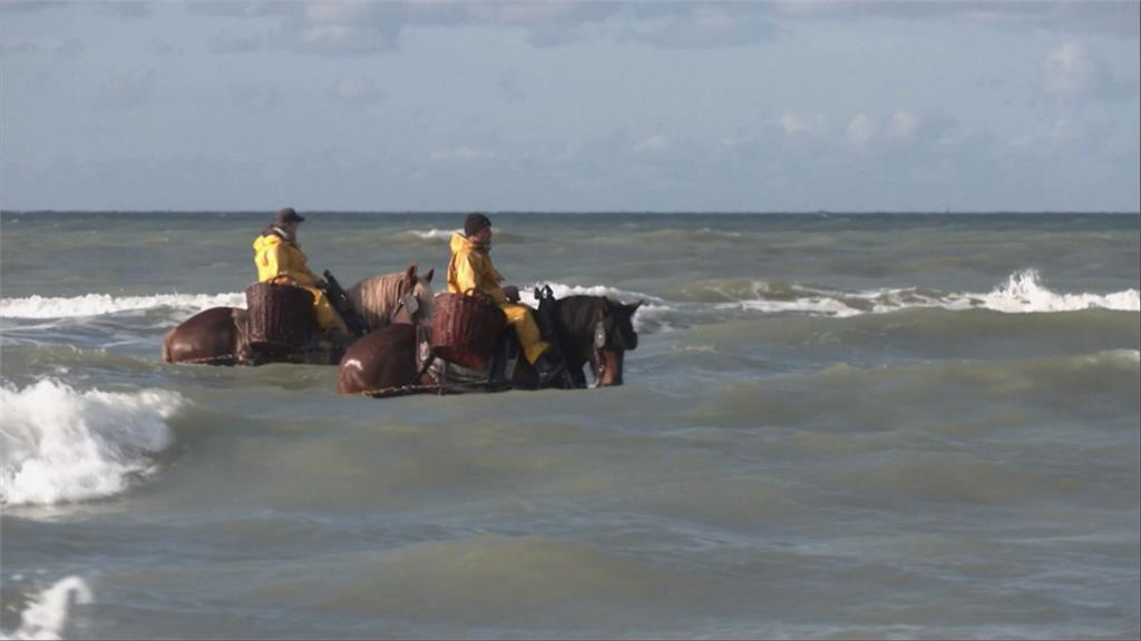 比利時「騎馬捕蝦」　靠馬蹄和鐵鍊震動海床捕撈