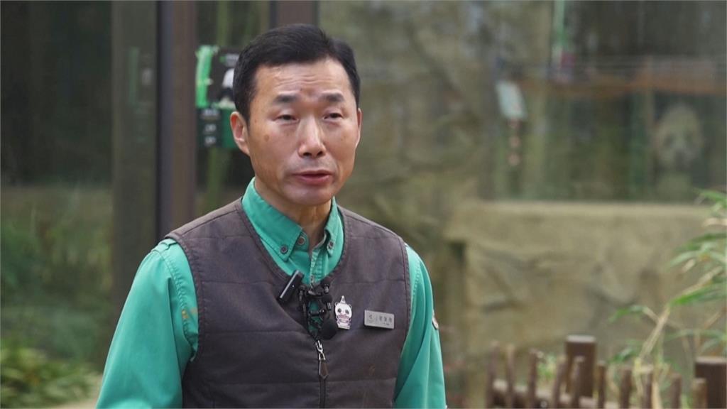 南韓動物園搶先亮相雙胞胎貓熊　玩耍模樣萌翻遊客