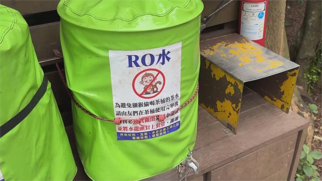 猴厲害!柴山獼猴「習得新技能」 奉茶站自己開水桶喝水?志工這樣說