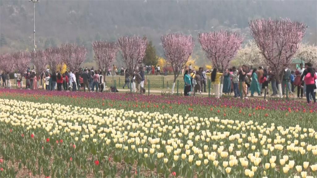 亞洲最大鬰金香花園在印度！　各地遊客湧入賞花
