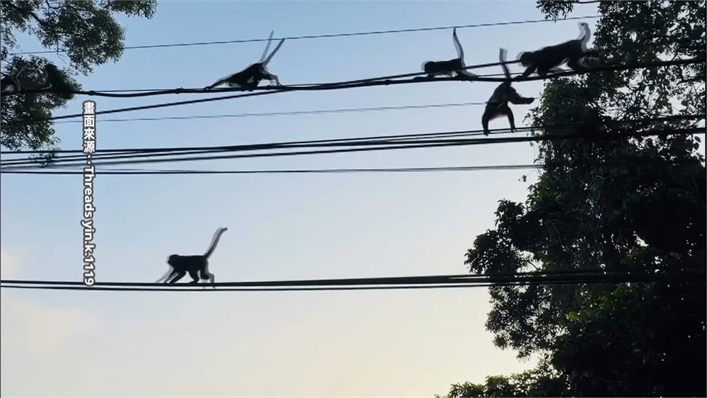 台中雲林目擊猴群結黨出沒　數量驚人宛如猴子大遷徙！
