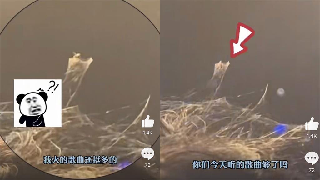 張韶涵演唱會鬧劇!粉絲頭上驚見「神秘生物」結網還渾然不知 嚇歪網