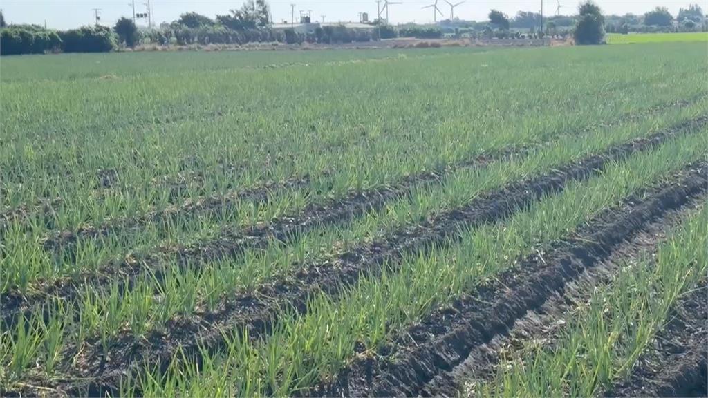 颱風災後蔥價飆漲 傳盤商開1分地40萬元收購田地