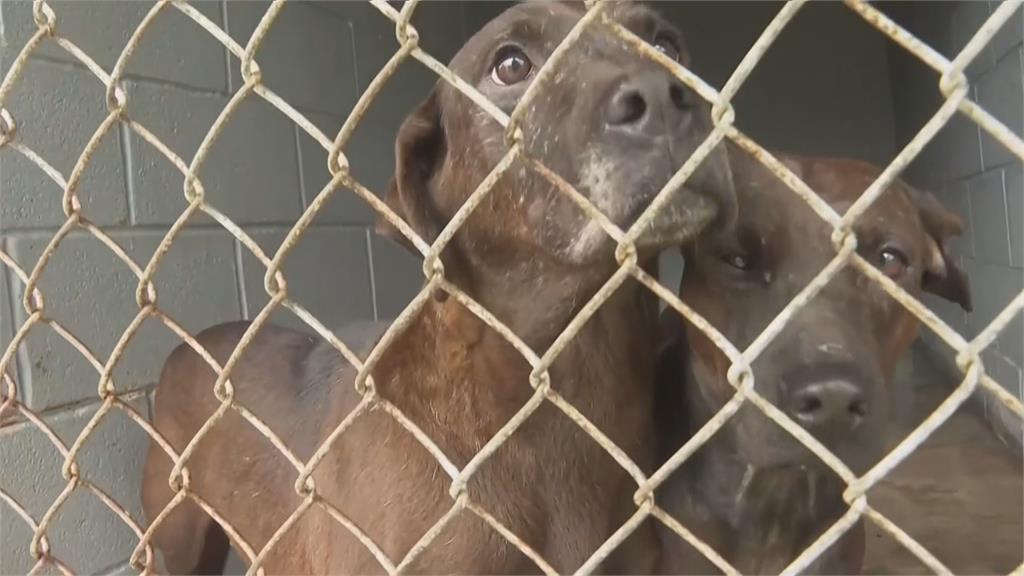 冬季風暴前美動保顧動物　救出近300隻狗狗