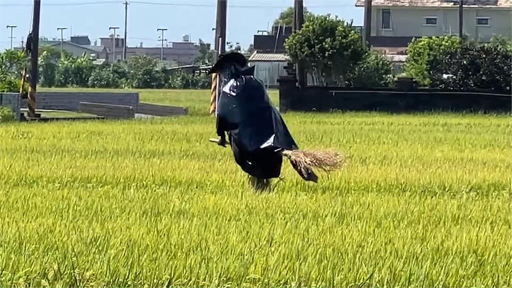 稻田中「女巫騎掃帚」驅趕鳥　超逼真稻草人意外成打卡熱點