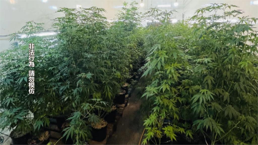 兄弟聯手雲林種大麻 台中警查獲275株「比人還高」6人遭逮