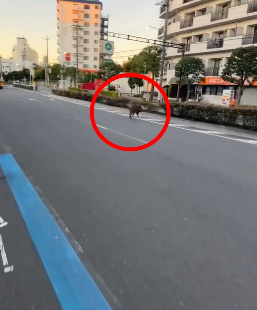 東京街頭驚見「野豬狂奔亂竄」嚇壞路人!專家曝豬心聲:牠看到人也嚇得要死