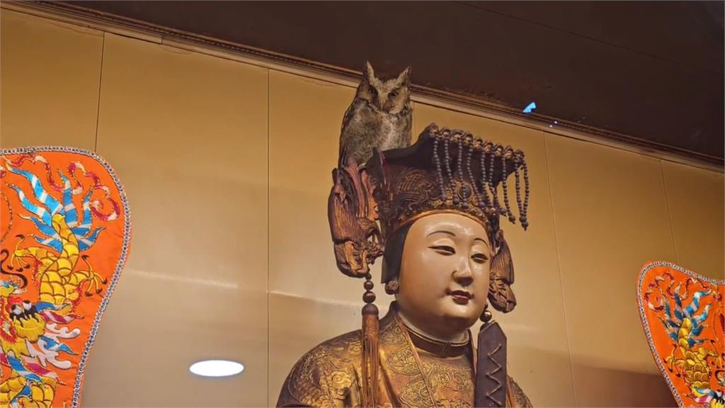 奇特！貓頭鷹站媽祖頭冠上不走　廟方：與媽祖有緣