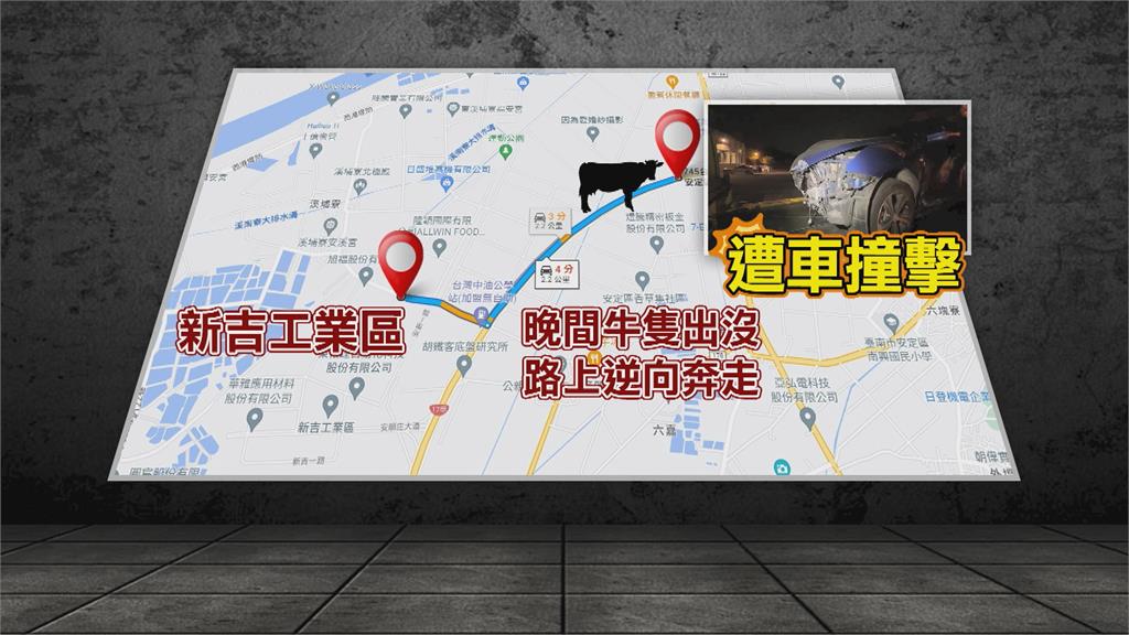 飼主慘了！黃牛跑上高速公路　害駕駛閃不及撞死牛再撞鄰車